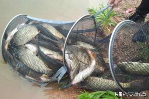 秋季钓鲫鱼顿口不上鱼,秋季钓鲫鱼为什么钓不到