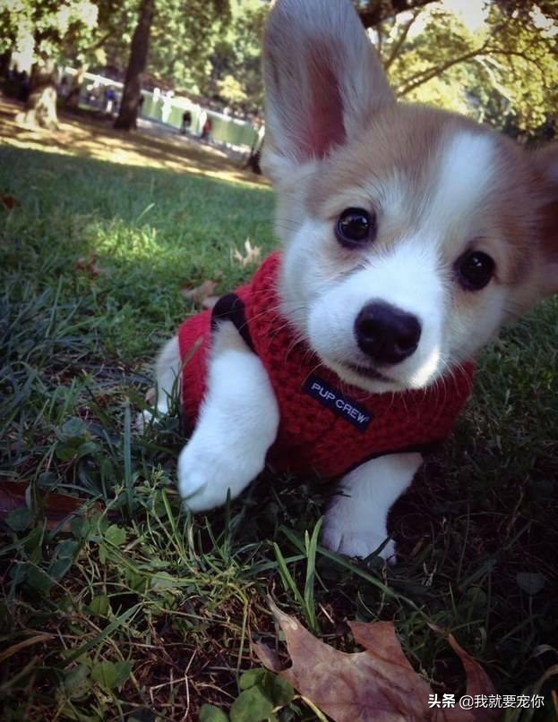 如何判断一只柯基幼犬是否健康,柯基养殖的现状及前景