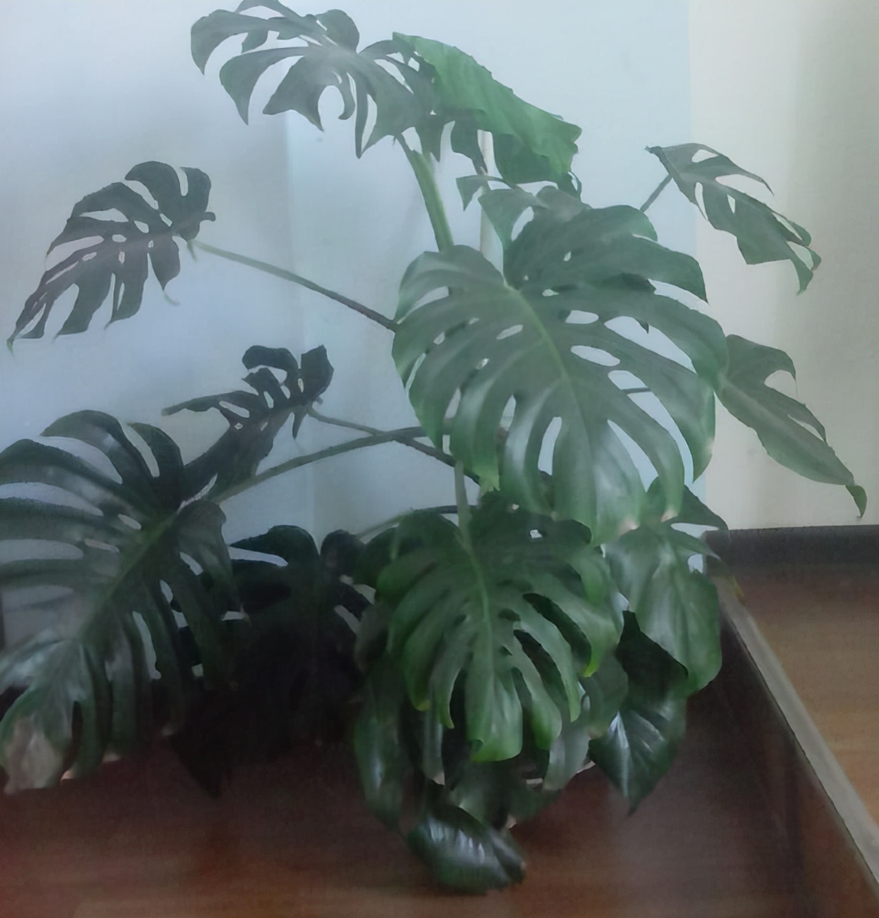 吸甲醛的绿植好养排名,吸甲醛的绿植哪些最好养活