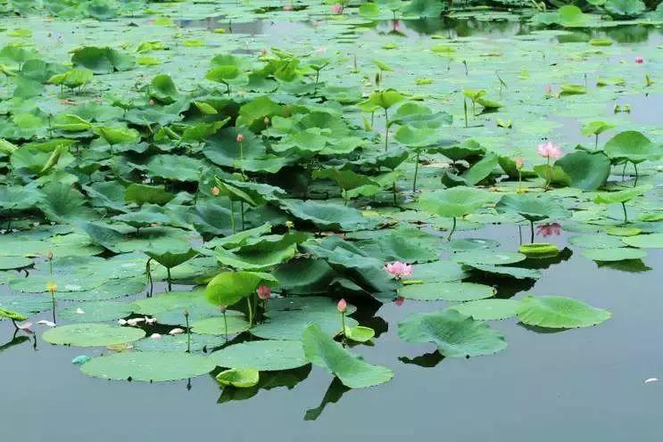 全国十大最佳赏荷好去处,沈阳赏荷花攻略