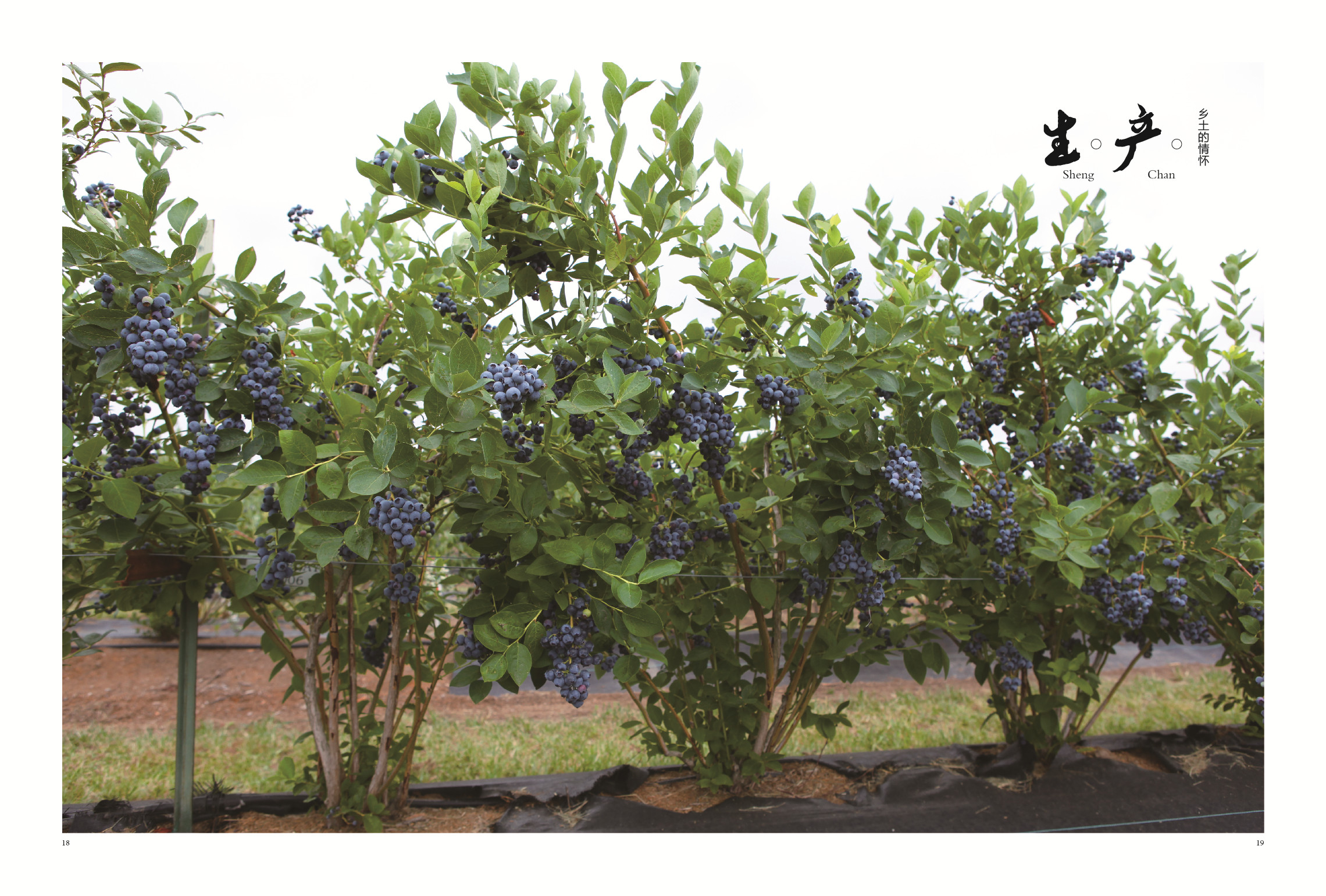 风情小镇天然水乡,风情小镇水世界