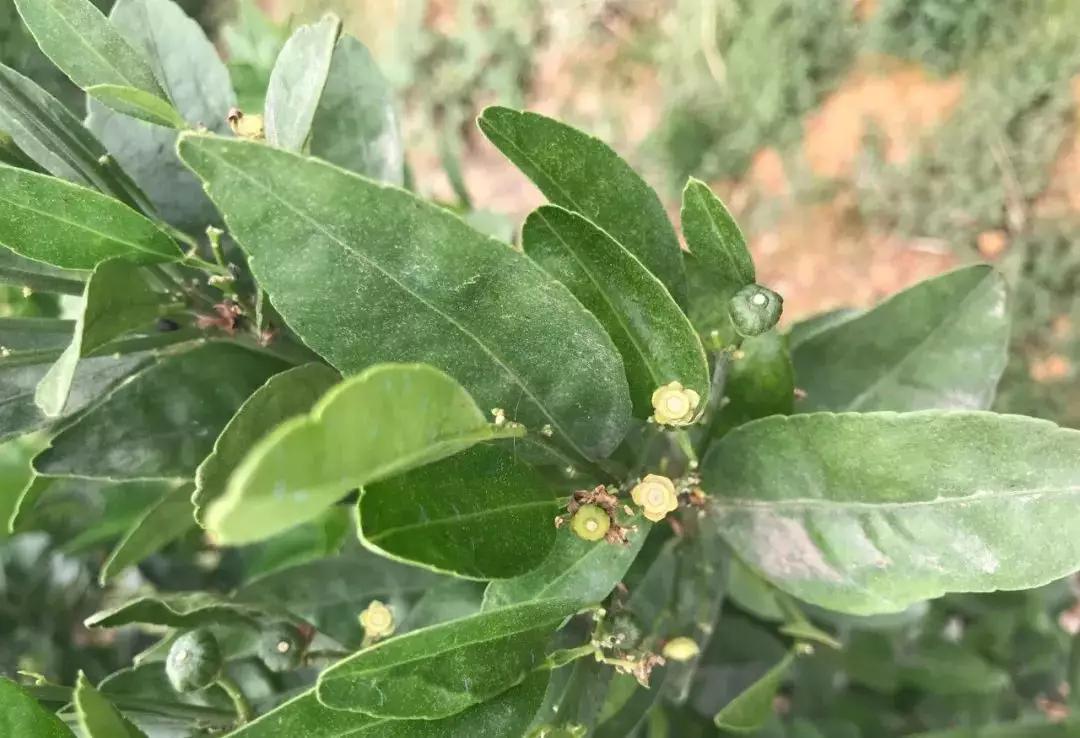 柑橘嫩梢有黑虫怎么回事,柑橘幼果出现黄色斑点是什么原因