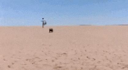 “非洲乱不乱，平头哥说了算”———蜜獾