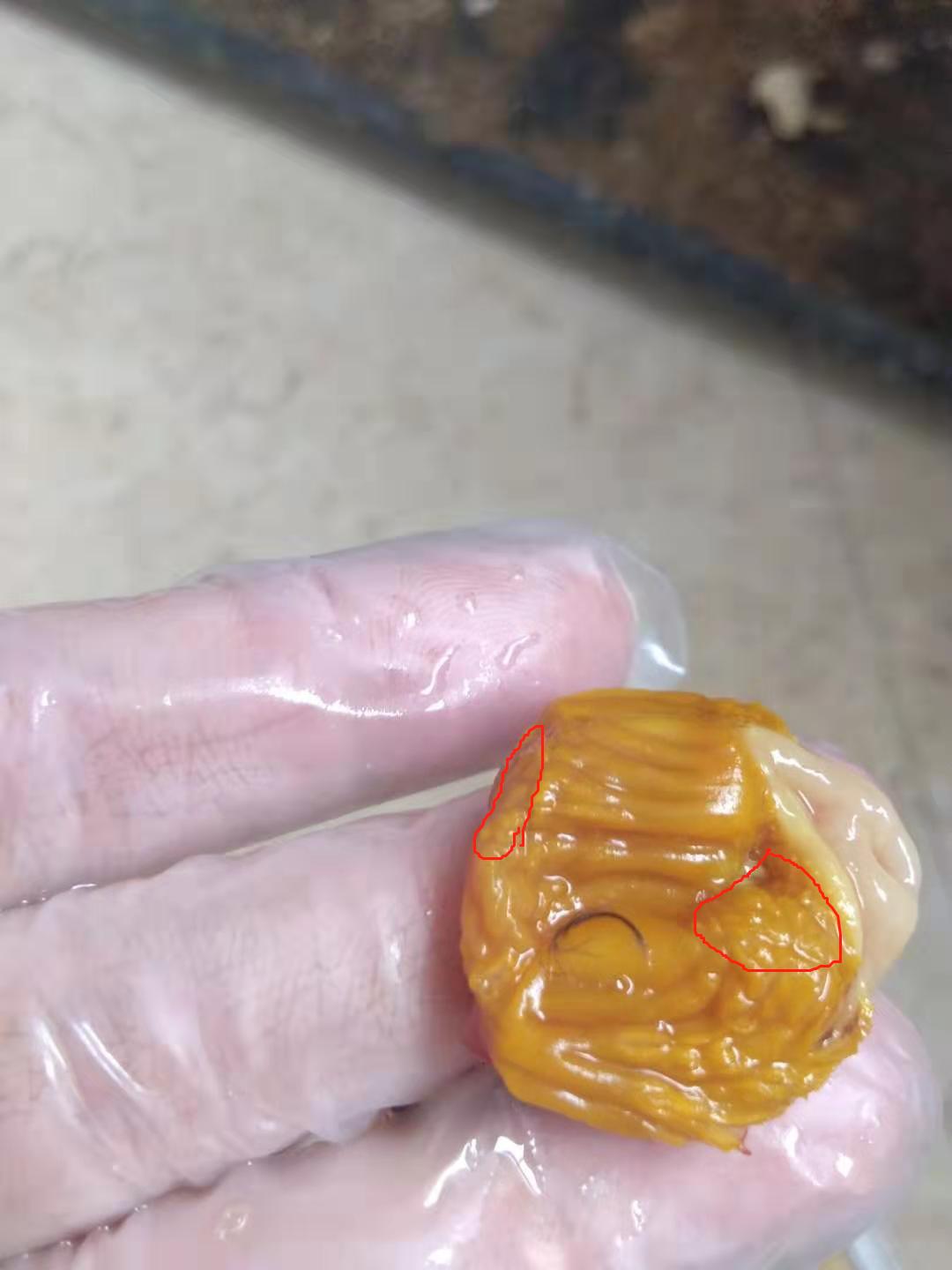 治疗小鸡白痢的特效药有哪些,小鸡气喘后拉黄白痢怎么办