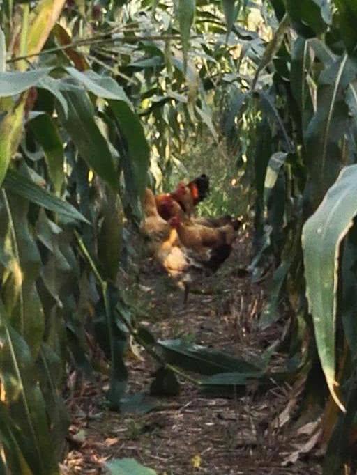 玉米地里散养鸡，不但玉米高产鸡还健壮，真是一举两得的好事啊！