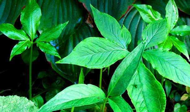 农村十大野生植物,小时候农村的冷门野生植物