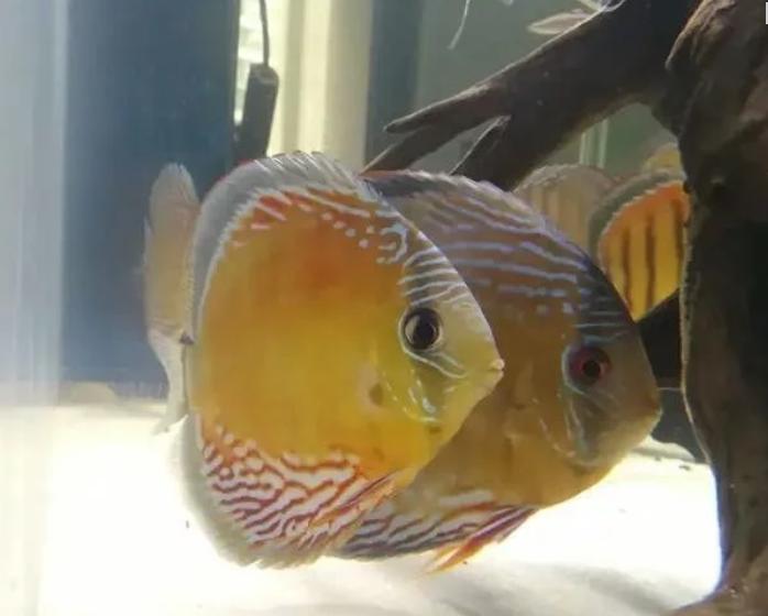 七彩神仙鱼黑体如何治理,七彩神仙鱼饲养难度