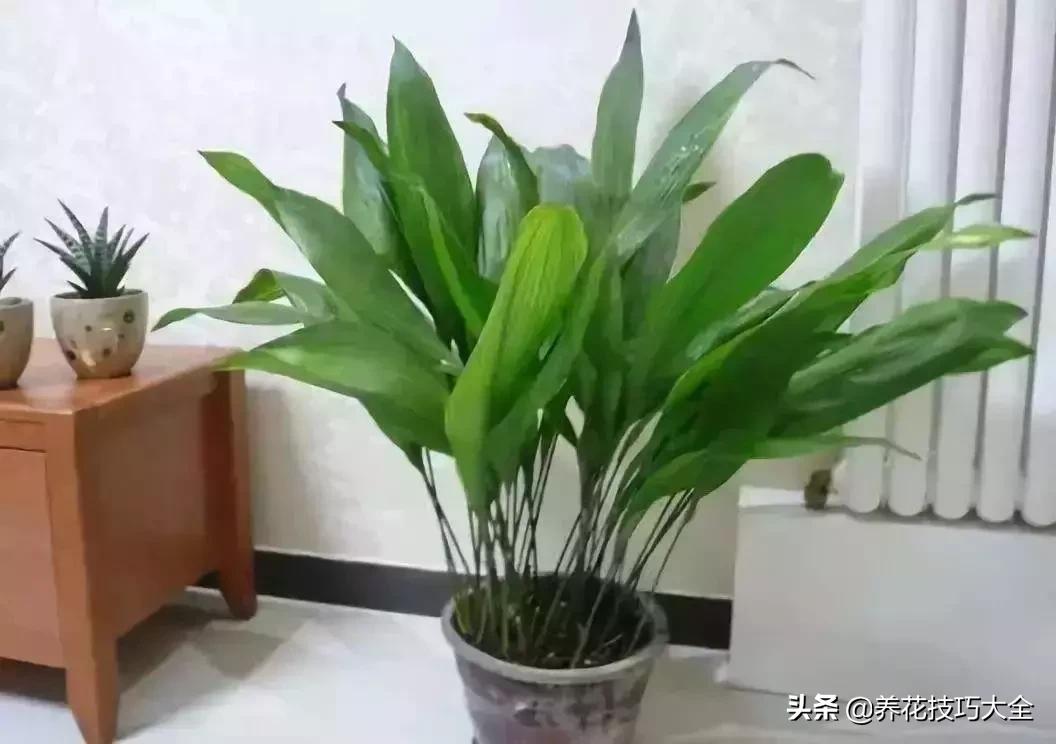 4种耐阴花好看好养活室内也能开,和绿萝长得很像耐阴的植物