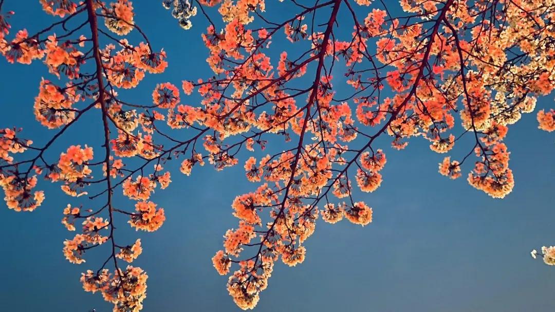 江苏省五星级高中(四)江苏省锡山高级中学