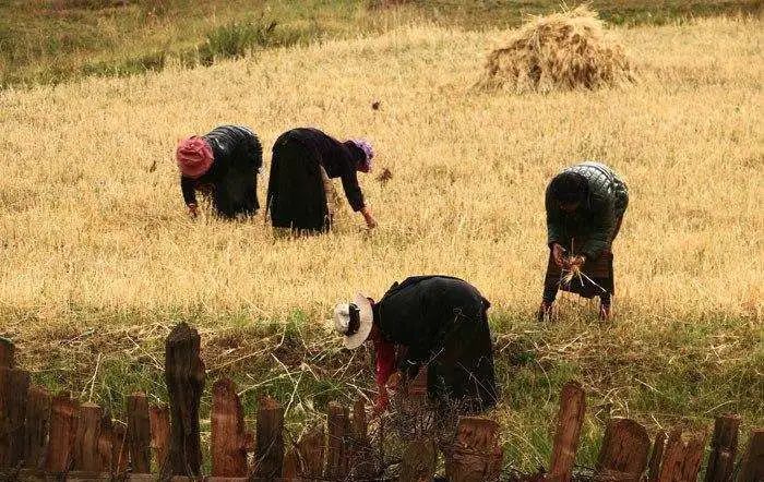 正宗东北五常米,喜作家居产品