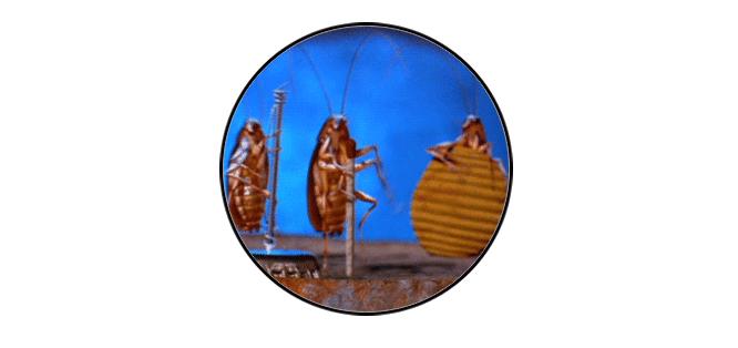 教你一招轻松解决蟑螂,家有蟑螂不要急教你一招