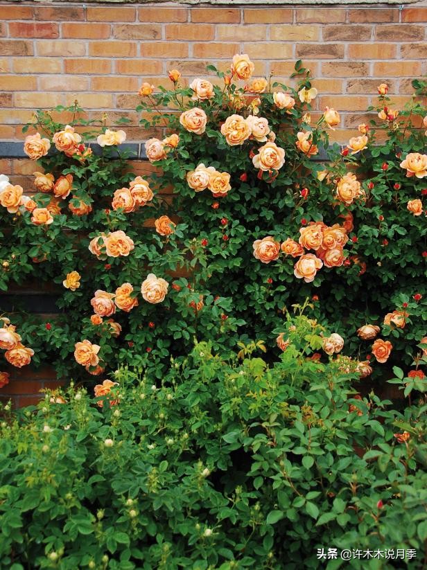 藤本月季蔷薇怎么养殖,藤本月季冬季不掉叶