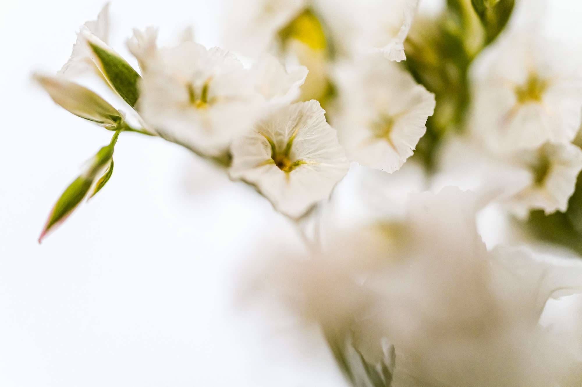 蔡司touit镜头怎么样,蔡司501.4手动镜头评测