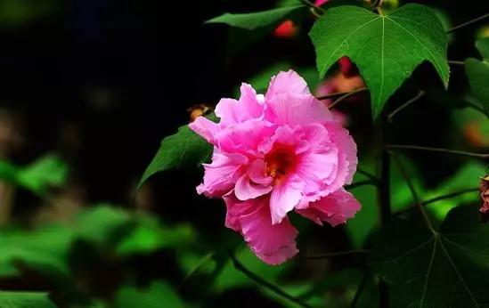 你是哪天出生的对应哪种花,你是几月份的花就是几月份的命