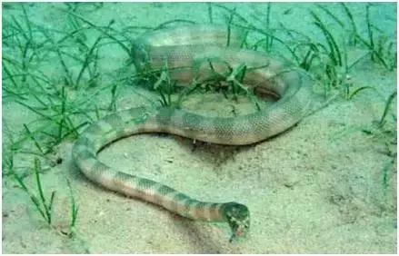 养殖农场赚钱创业项目是什么,种养殖项目什么最赚钱