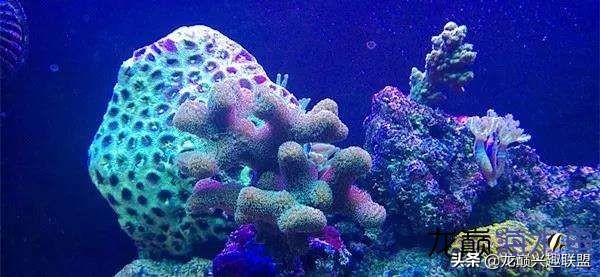 看完别笑，都陪我哭！新人下海开缸的血泪史