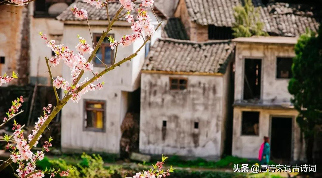 8首歌咏杏花唯美古诗词,春日游杏花吹满头陌上谁家年少