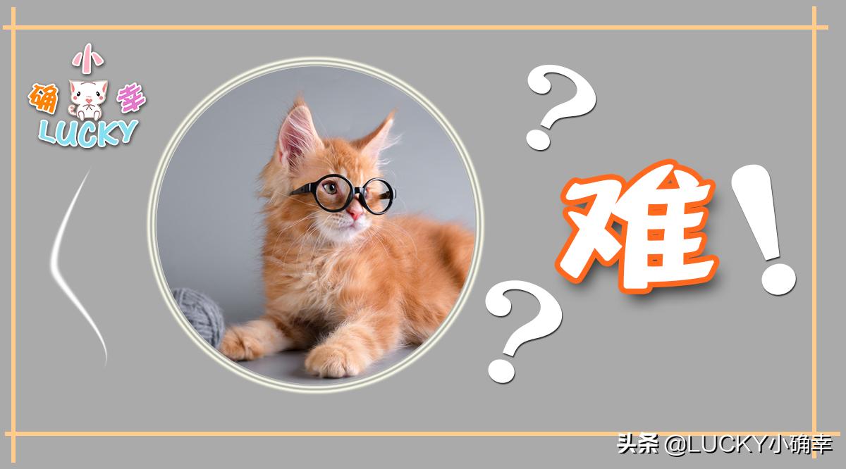 没想到吧?“智能家居”助力“无忧养猫”,铲屎官搓手期待