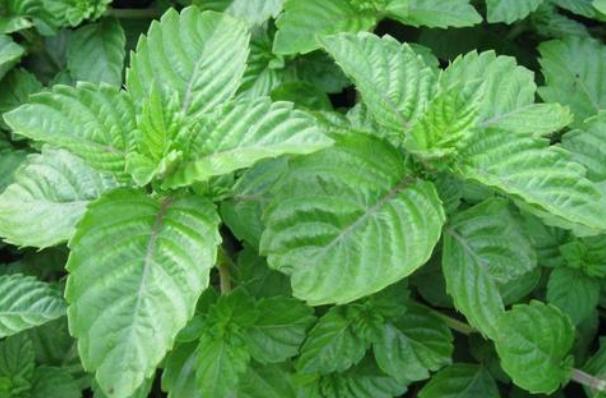 仙草又被称为凉粉草,凉粉草烧仙草学名