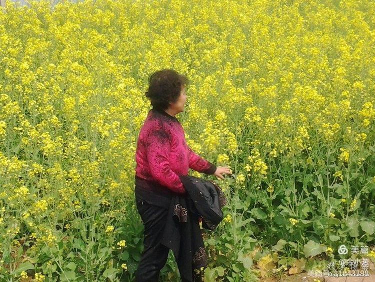 梦中的油菜花田,梦中的油菜花完整版