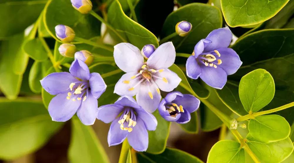 欧洲水银疗法治梅毒,放血治梅毒穴位