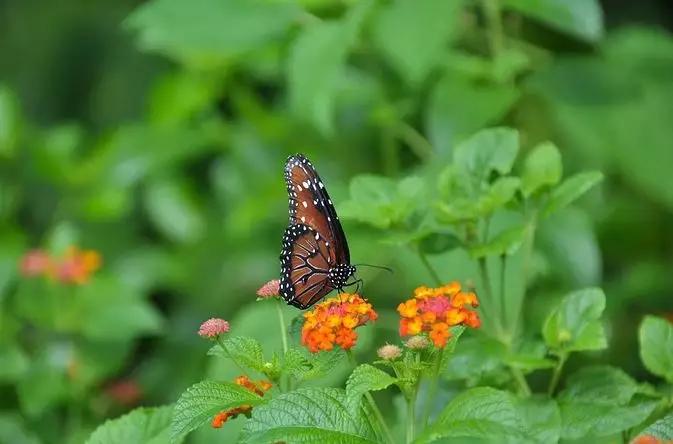 二月初二龙抬头命运,农历二月初二祥龙抬头鸿运当头