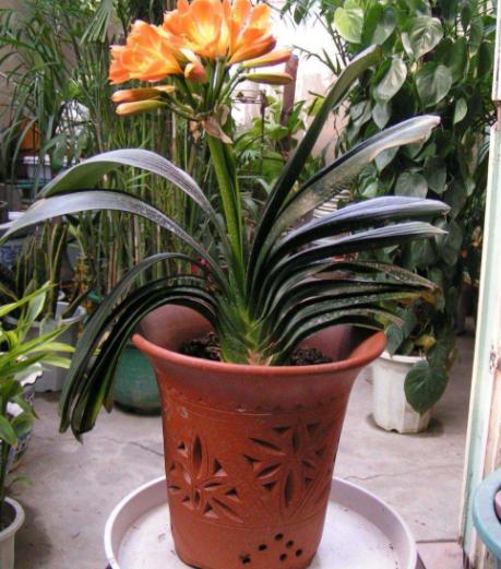 花生壳可以直接垫君子兰花盆底吗,君子兰换盆可以掺入一些鸡蛋壳吗