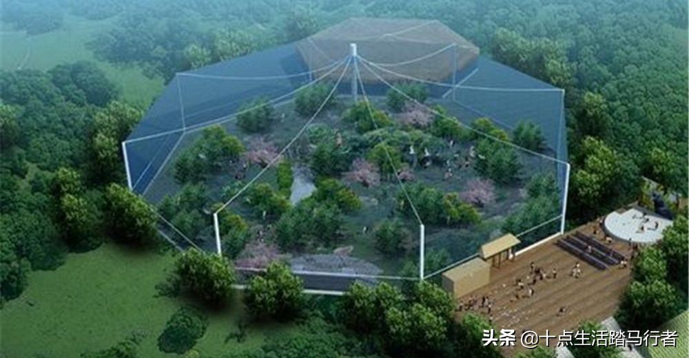 花的世界,鸟的天堂——木兰花乡