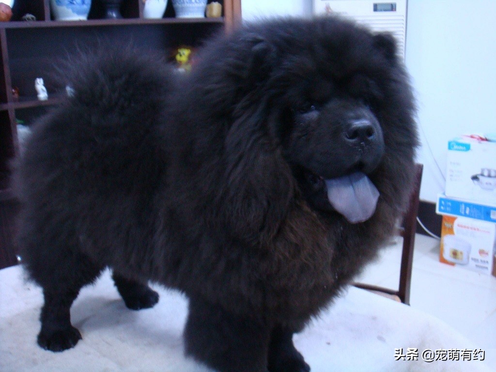 松狮犬的优缺点和怎么喂养,养松狮犬需要注意什么事项