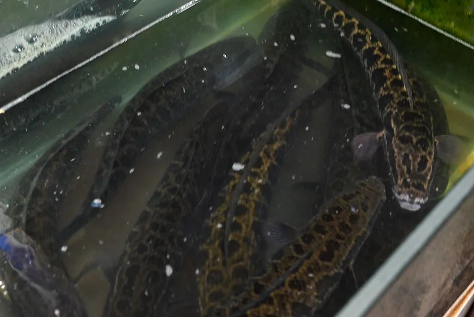 北京南城最大的早市在哪里,北京大兴早市哪个最好