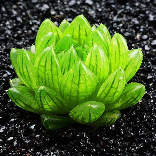 冰灯玉露多肉,冰灯玉露多肉植物