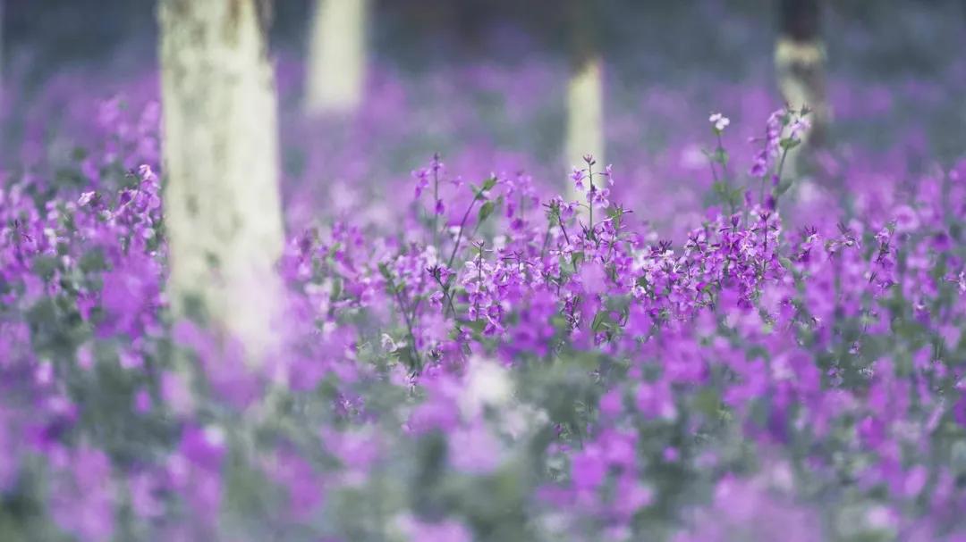 沈阳二月兰花海花期,沈阳二月兰花哪里最多