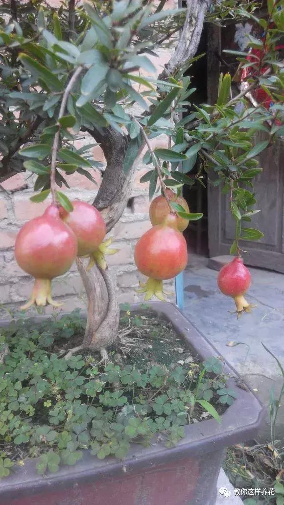 石榴树树干修剪视频,石榴树修剪枝条的方法