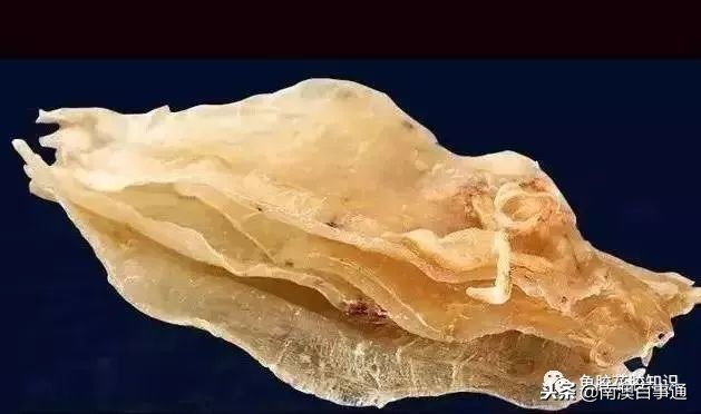 涨知识!鱼胶种类大全,不看亏大了!