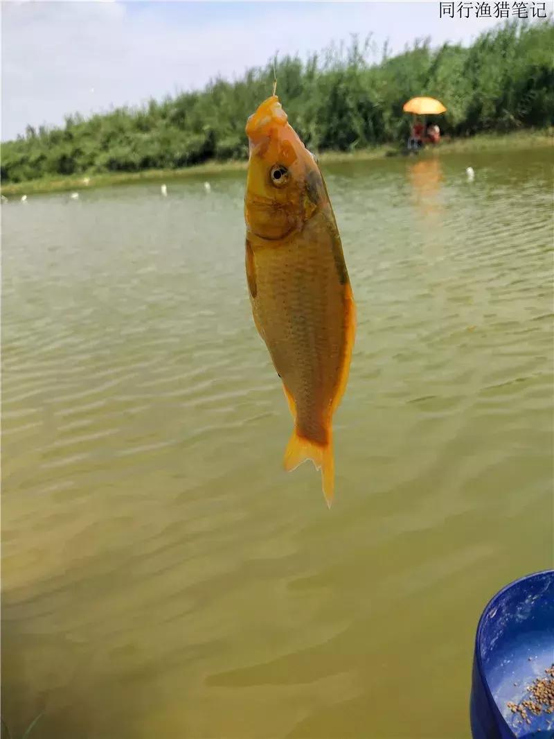 钓鱼日记第19天,钓鱼游钓日记100篇