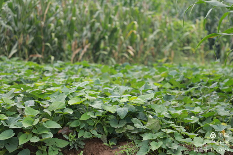 末伏偃师怀旧行，访古春秋时期滑国故城，探幽西天取经唐僧寺