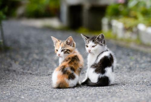 猫咪不回家了该怎么办,猫咪好几天不回家该怎么办