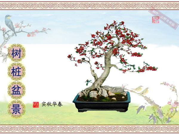 高山杜鹃花老树桩盆景,大树桩盆景欣赏