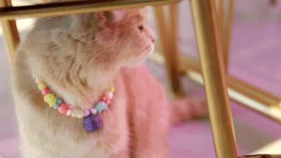 吃饭玩耍一体店,吃饭撸猫二选一