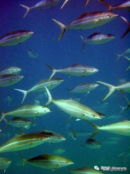 三文鱼是怎样的鱼,三文鱼冷冻后还可以生吃吗