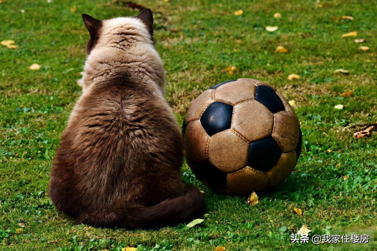 恒大足球和恒大地产,中国足球16强15家房企