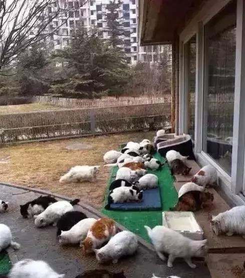 哪些爱豆有养猫,爱豆养猫