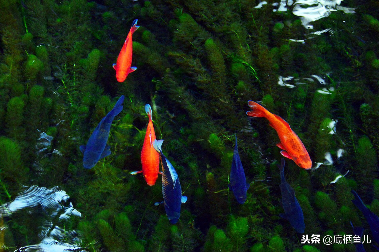 古法养鱼室外怎么过冬浙江,北方古法养鱼怎么过冬