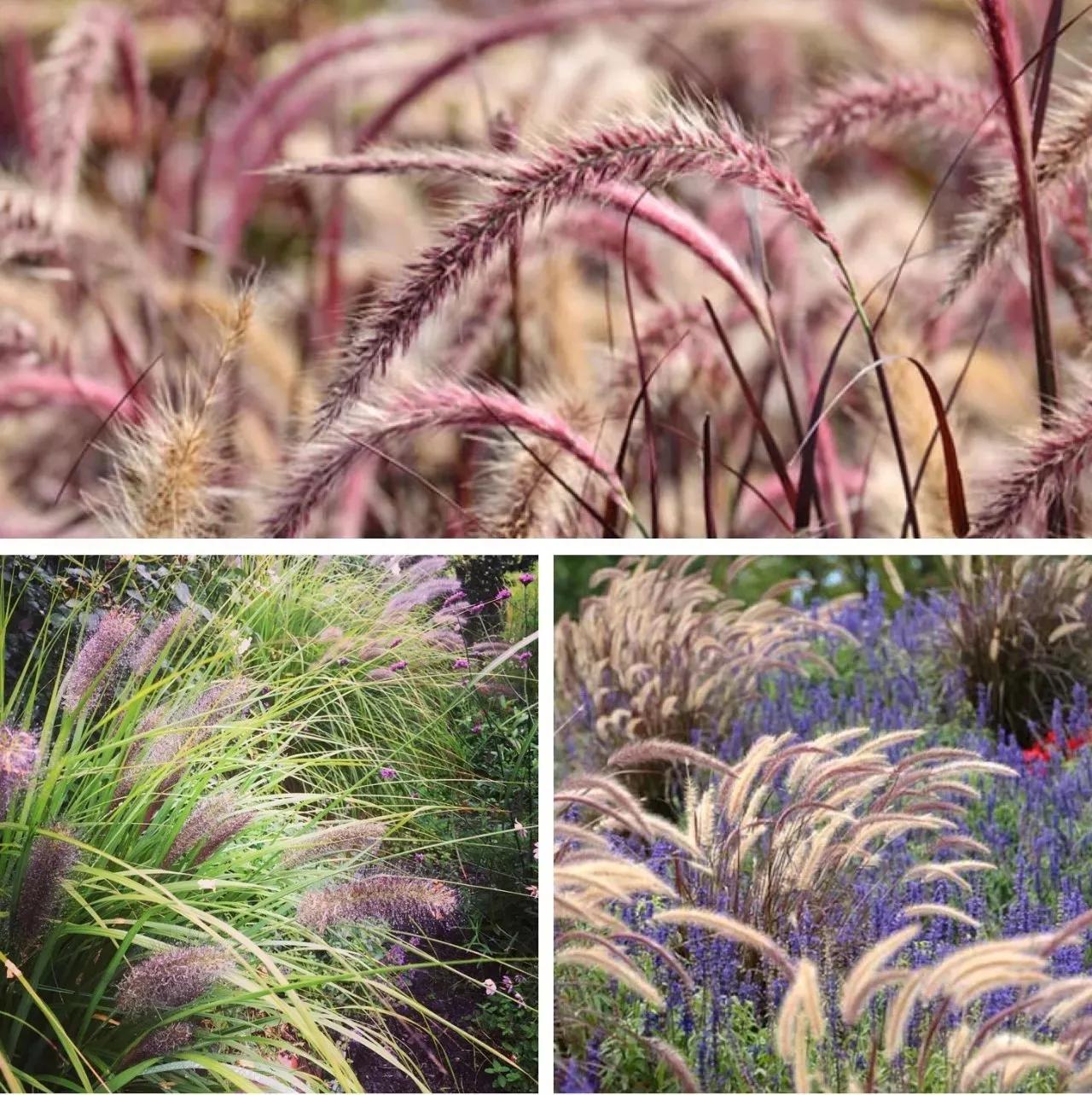 秋日就是收获的季节,秋日是个浪漫的季节