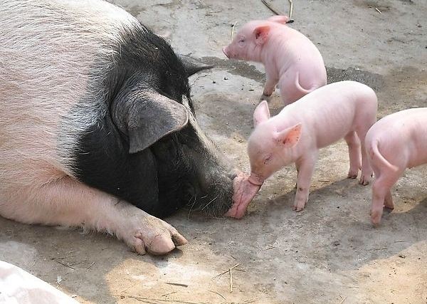 怎么确认*猪种**妊娠,预产期推算及分娩接产技术!