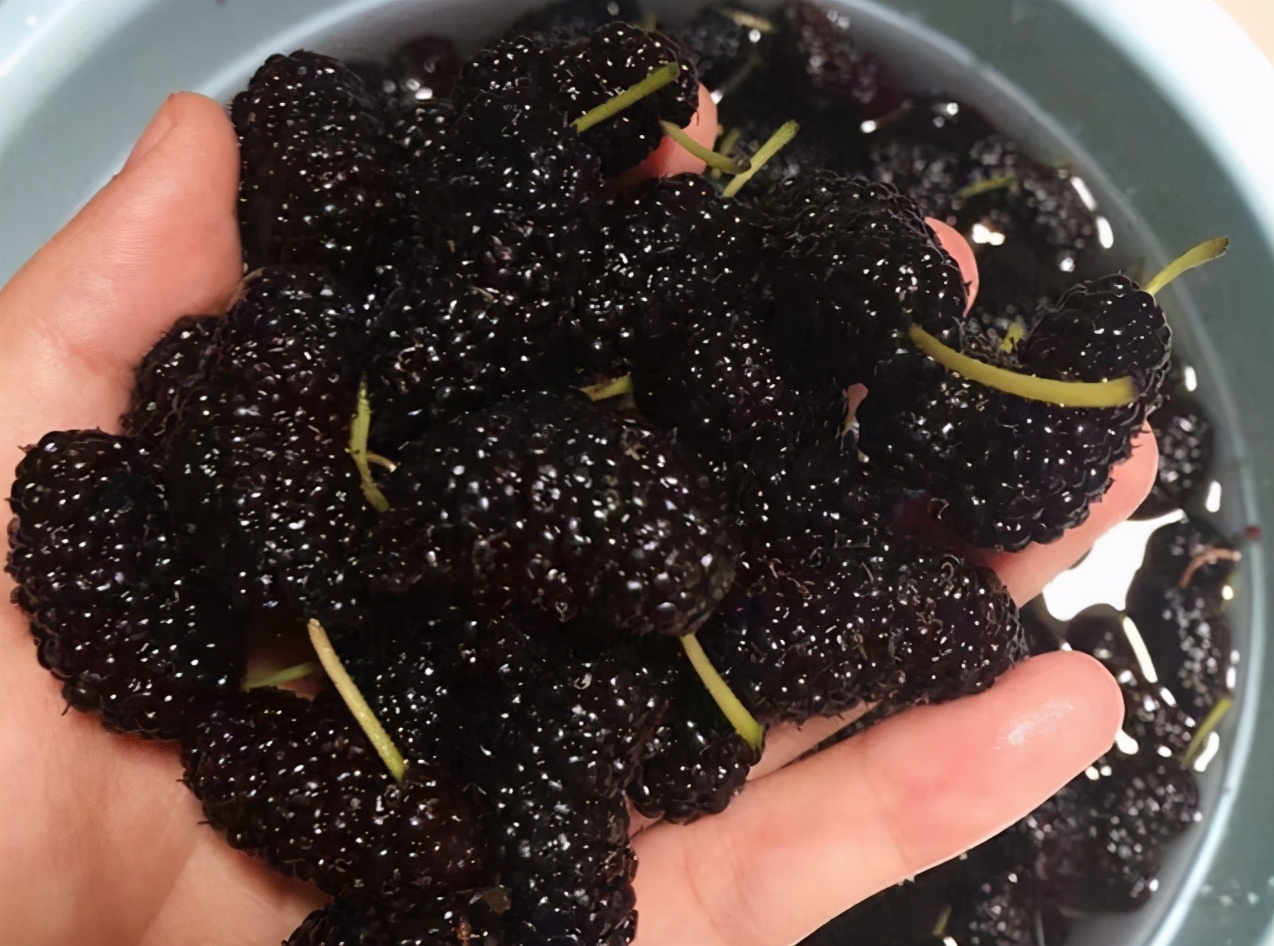 洗桑葚正确方法,洗桑葚只有清水怎么洗