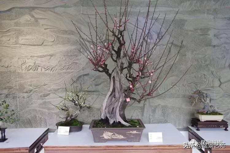 姊呰姳鐩嗘櫙浠锋牸,榫欐父姊呰姳鐩嗘櫙