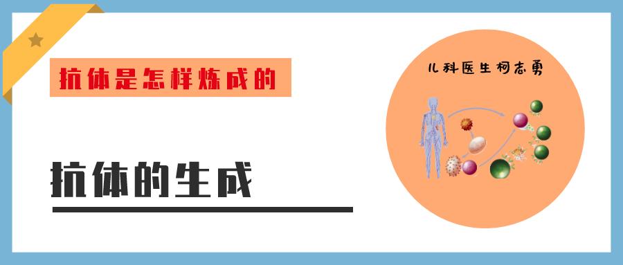 抗体怎么产生的,抗体从合成到分泌的步骤