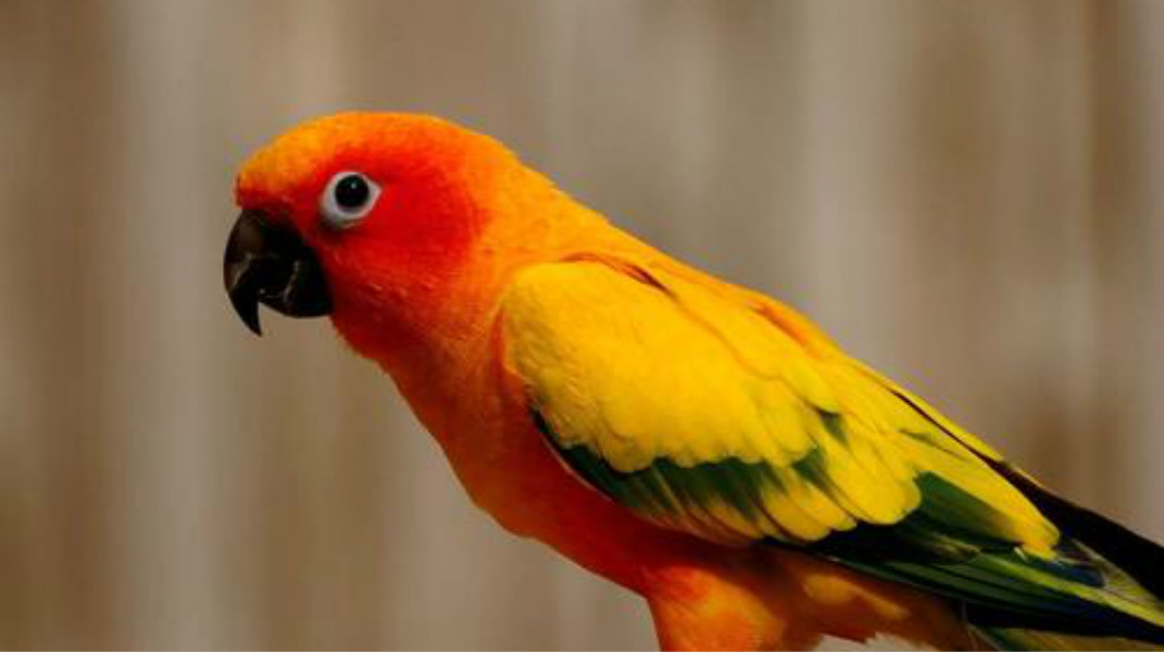 动物的神奇能力,动物的医疗本领