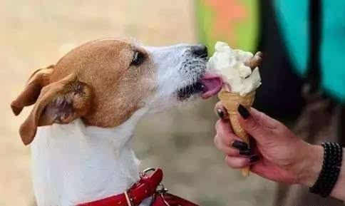 小狗狗不能吃哪些食物,小狗狗吃多了容易生病吗